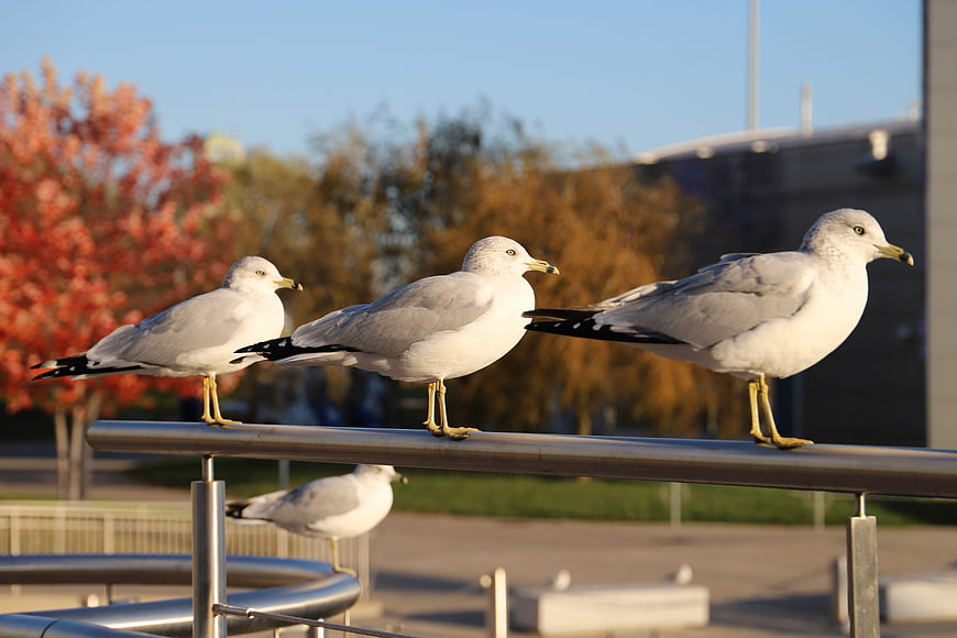 Three seagulls perched on a metal railing in autumn sunlight
