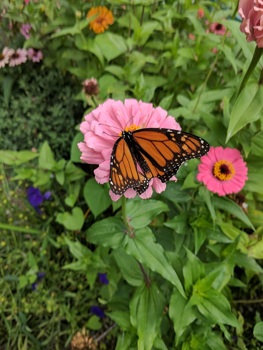 Monarch butterfly perched on a pink zinnia flower in a lush garden