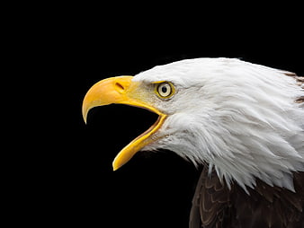 Close-up portrait of a bald eagle head on black background
