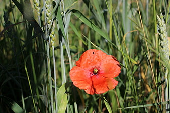Red Poppy Flower Blooming in Green Wheat Field