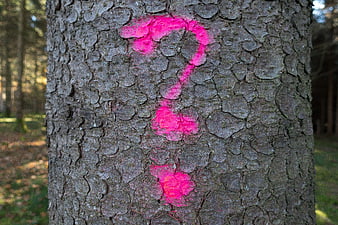 Pink question mark painted on textured tree bark in forest