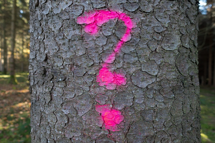 Pink question mark painted on textured tree bark in forest