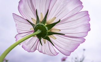 Close-up of a purple cosmos flower with delicate petals