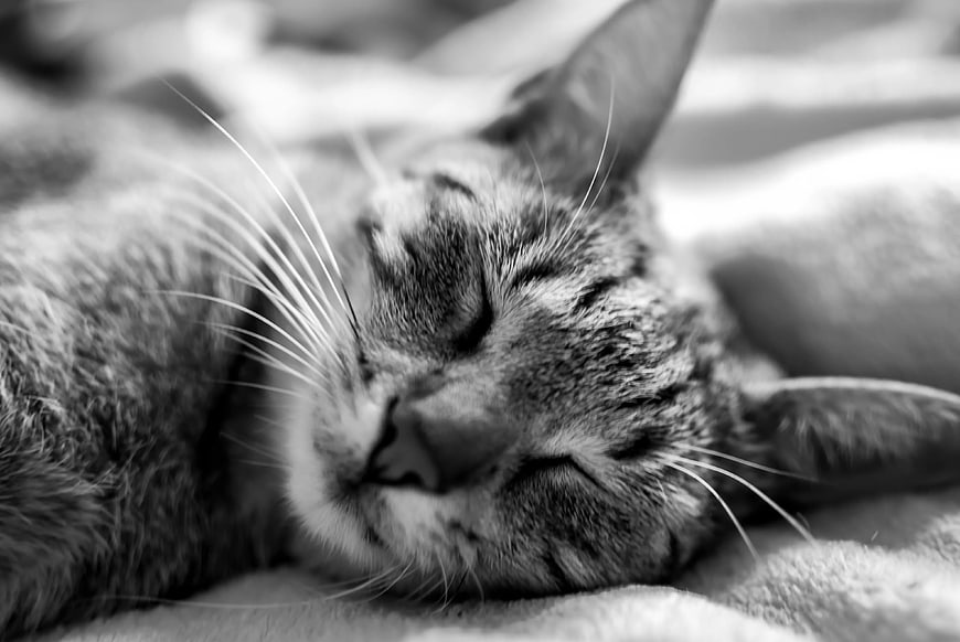 Close-up of a sleeping tabby cat in black and white