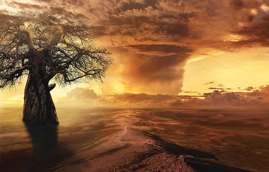 Epic Baobab Tree in Arid Landscape at Golden Sunset