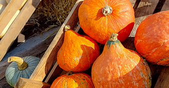 Fresh Orange Pumpkins in Wooden Crate