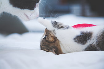 Two cats playing with a red feather toy on a white bed