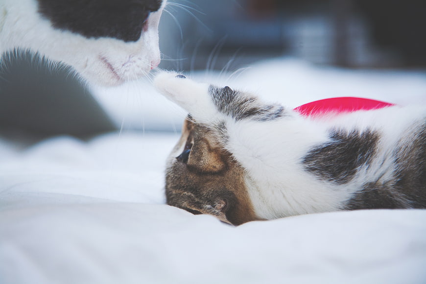 Two cats playing with a red feather toy on a white bed