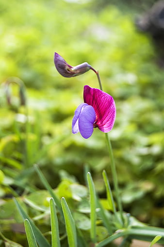 Close-up of vibrant purple wildflower in green meadow
