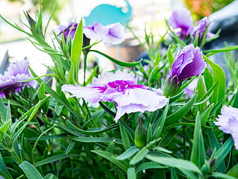 Close-up of blooming purple and white Dianthus flowers