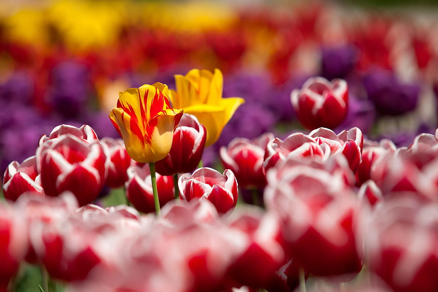 Vibrant Yellow and Red Tulips in a Colorful Spring Garden
