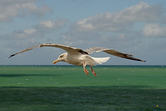 Seagull Flying Over Green Ocean Waves