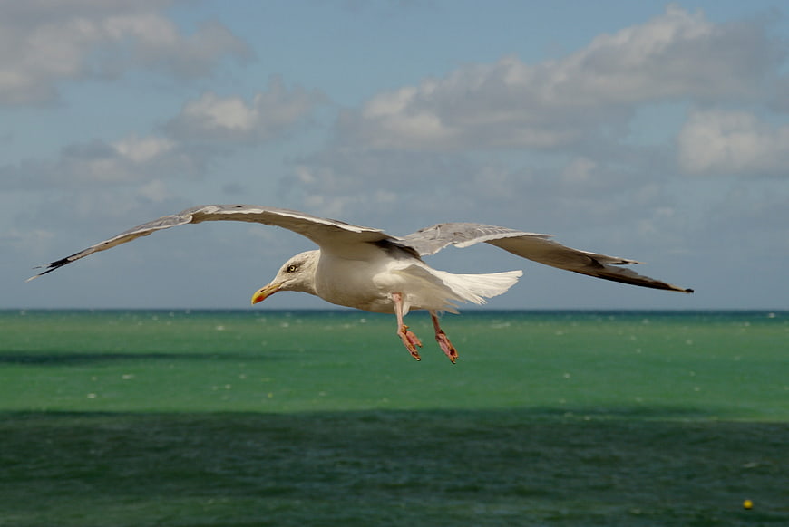 Seagull Flying Over Green Ocean Waves