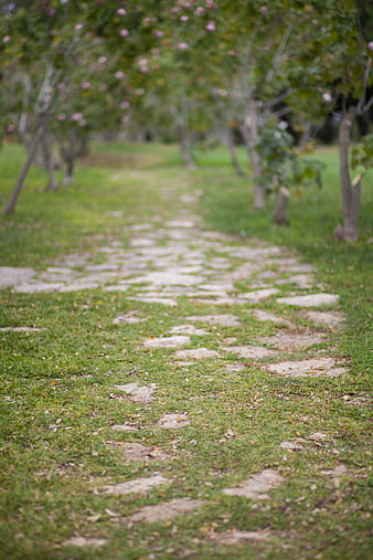 Stone Path Through Green Park with Blurred Trees