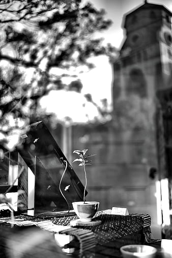 Black and white potted plant on table with blurred background