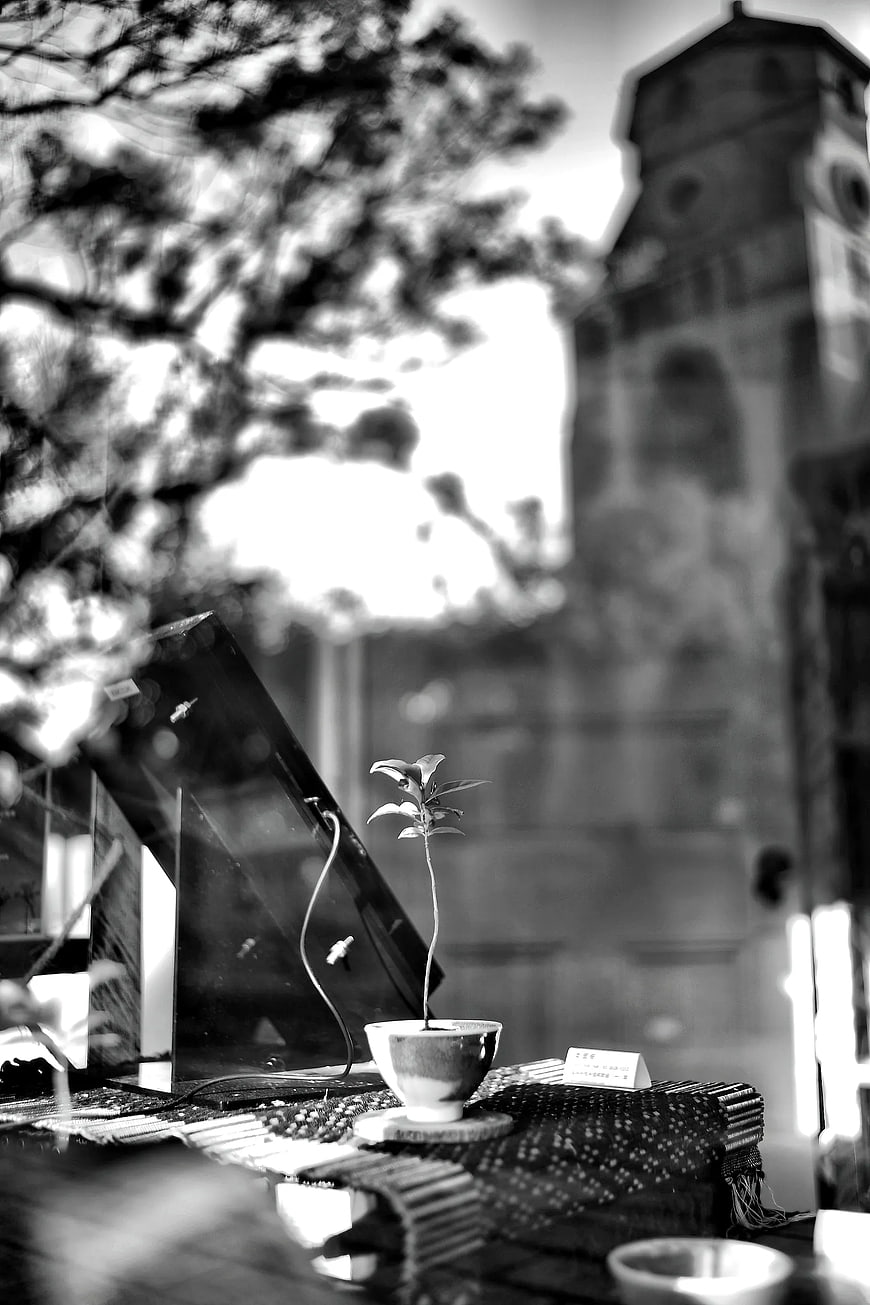 Black and white potted plant on table with blurred background