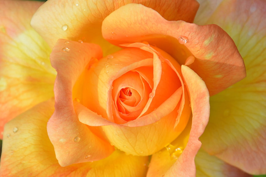 Close-up of vibrant orange rose with water droplets