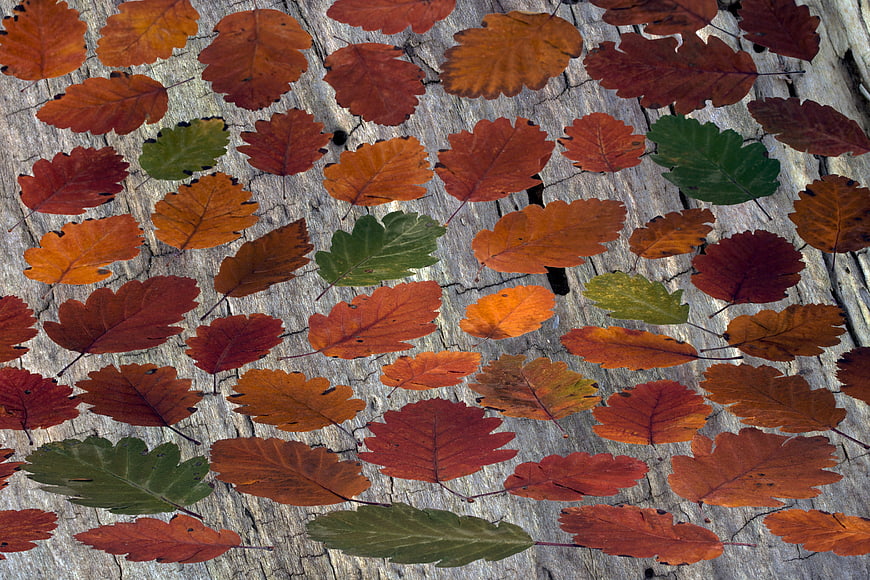 Autumn Oak Leaves Arranged on Weathered Wood Background