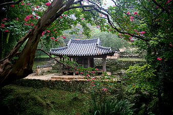 Traditional Korean Pavilion in Lush Garden with Pink Flowers