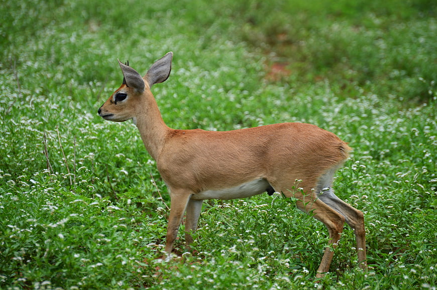 Steenbok Antelope Standing in Green Grass Field