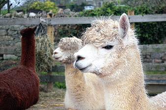 Close-up of fluffy white alpaca in farm enclosure