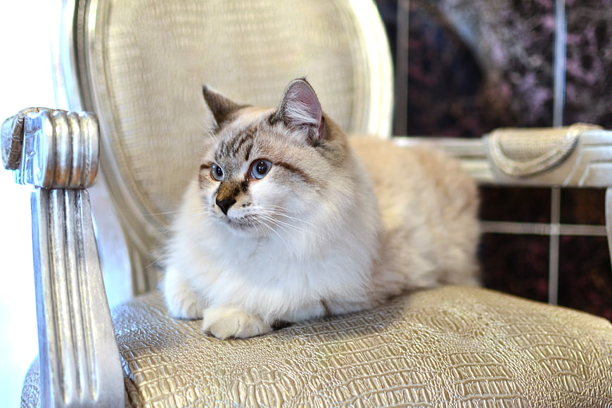 Fluffy beige cat with blue eyes resting on gold chair