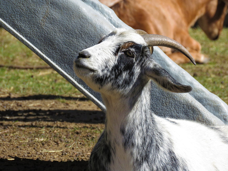 Close-up of a white and black goat with horns