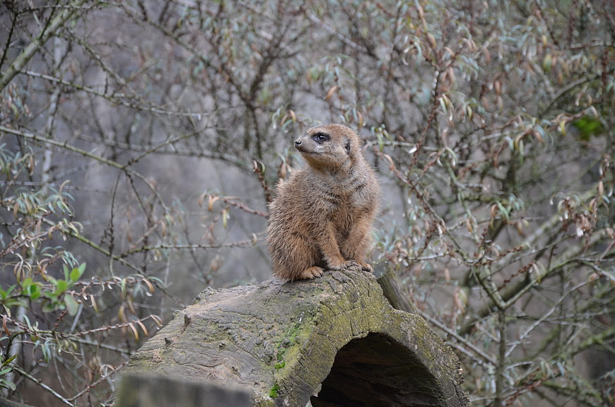 Meerkat Sitting on Log in Natural Habitat