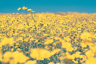 Vibrant yellow wildflower field under a clear blue sky