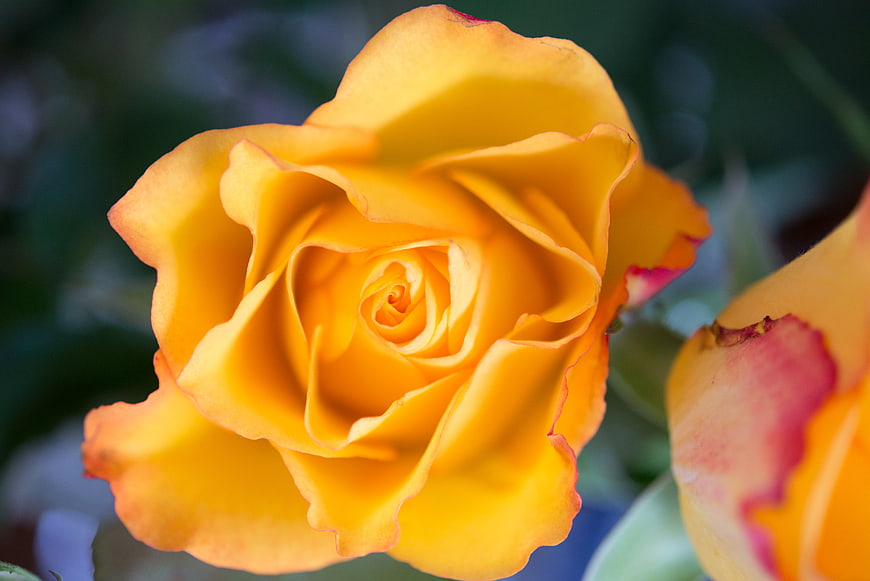 Close-up of a vibrant yellow rose with pink edges