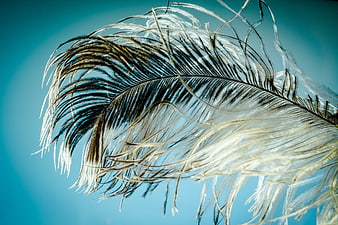 Close-up of white and black ostrich feather against blue background
