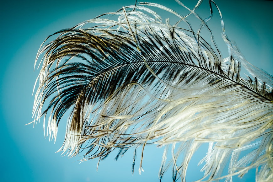 Close-up of white and black ostrich feather against blue background
