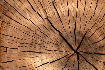 Close-up of cracked tree stump wood texture