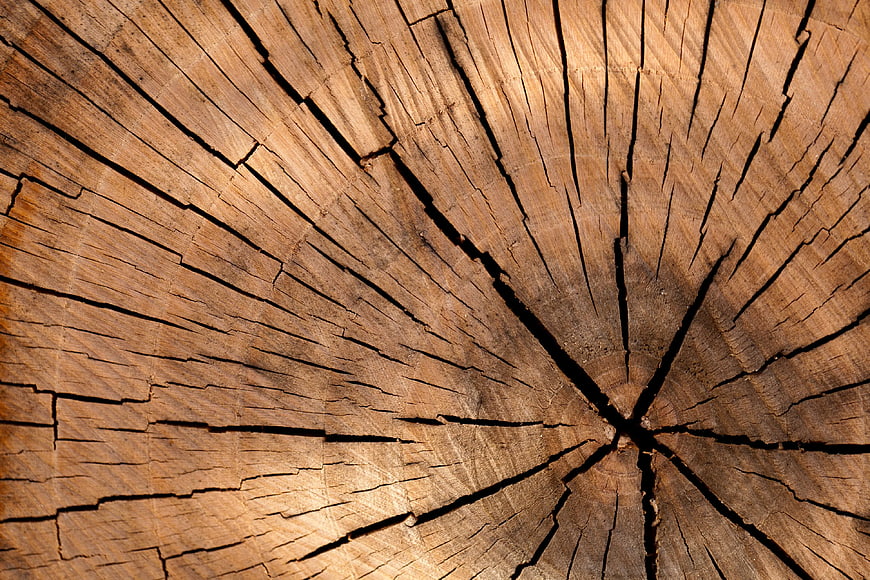 Close-up of cracked tree stump wood texture