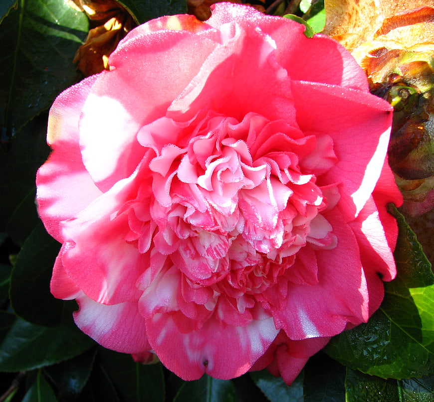 Close-up of vibrant pink and white camellia flower