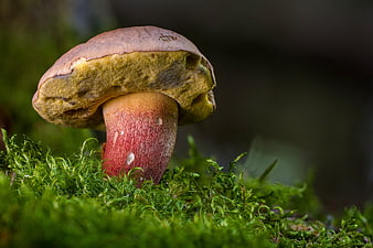Close-up of a Boletus Mushroom Growing in Green Moss