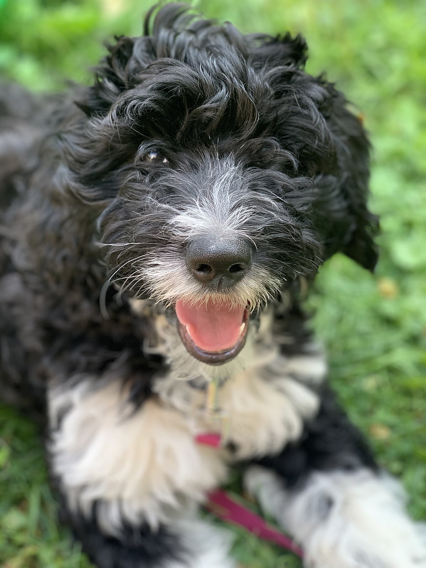 Happy black and white curly dog panting on grass