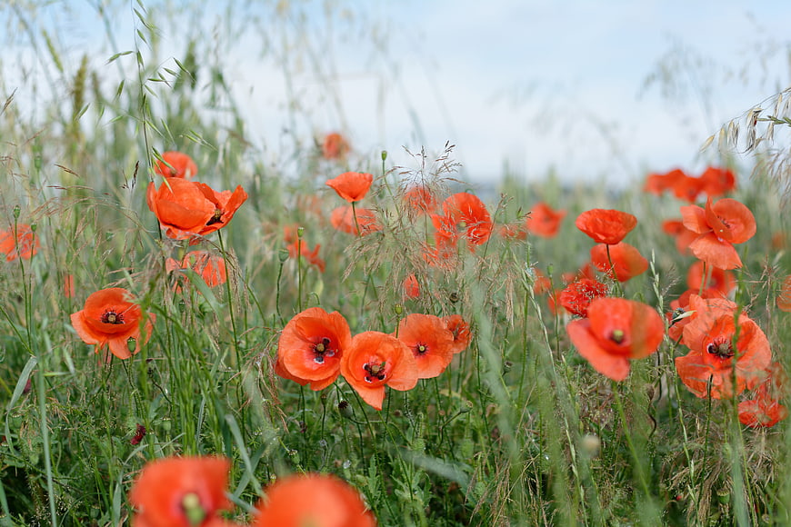 Vibrant Red Poppies Blooming In A Wild Meadow