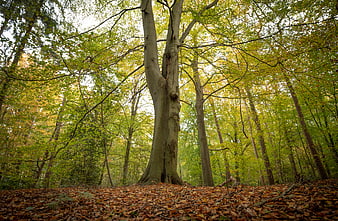 Low angle view of large tree in autumn forest