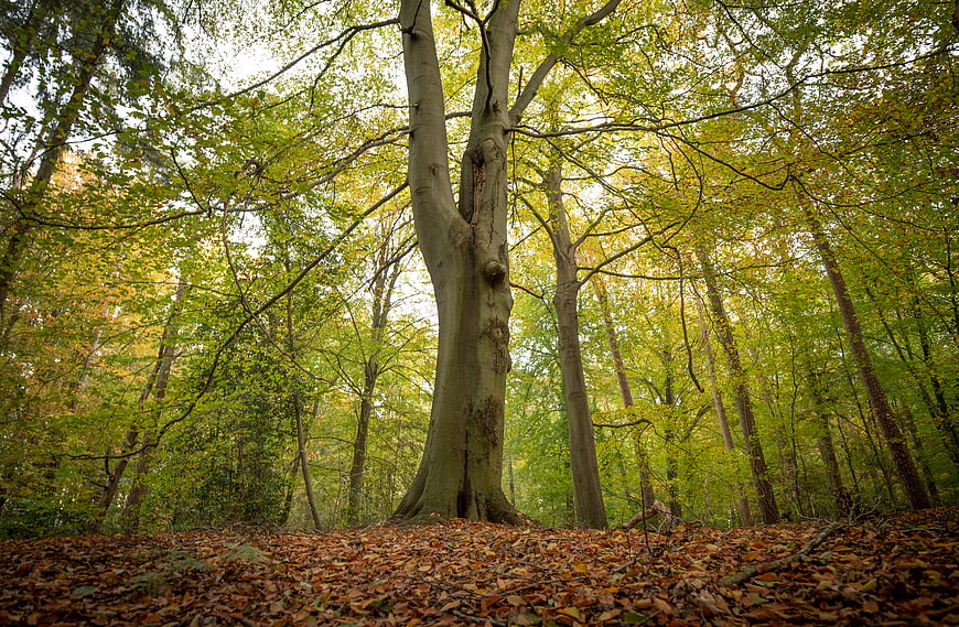 Low angle view of large tree in autumn forest