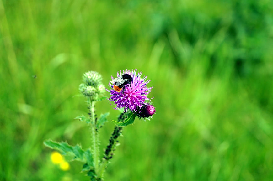 Bumblebee Pollinating Purple Thistle Flower in Green Meadow