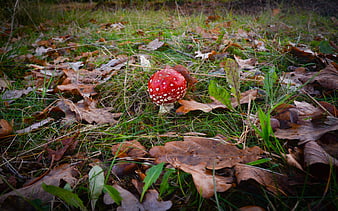Red Fly Agaric Mushroom in Autumn Forest