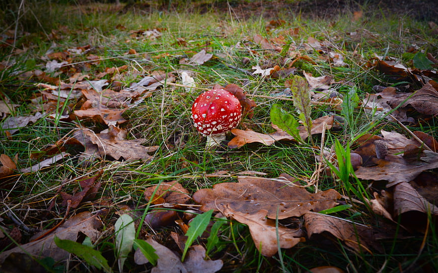 Red Fly Agaric Mushroom in Autumn Forest