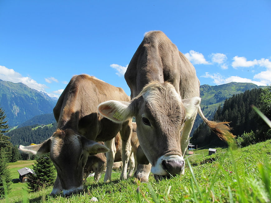 Cows grazing in alpine meadow with mountains