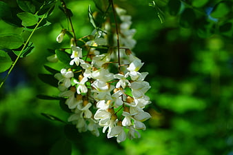 White Robinia Blossoms Hanging Against Blurred Green Foliage