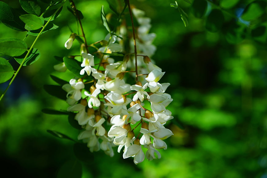 White Robinia Blossoms Hanging Against Blurred Green Foliage