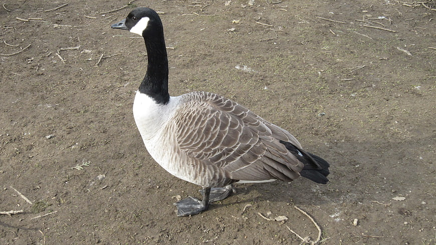 Canada Goose Standing on Dirt Ground