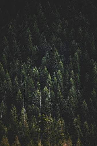 Dark dense pine forest texture with autumn hints