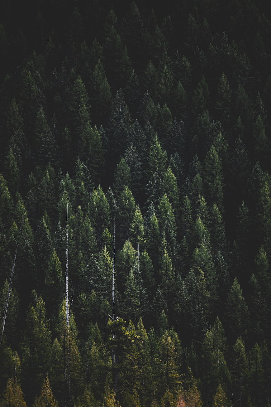 Dark dense pine forest texture with autumn hints