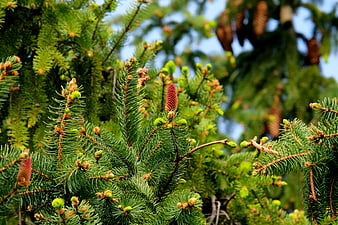 Close-up of vibrant green fir tree branches with new cones